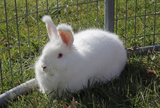 An Introduction to Angora Rabbits